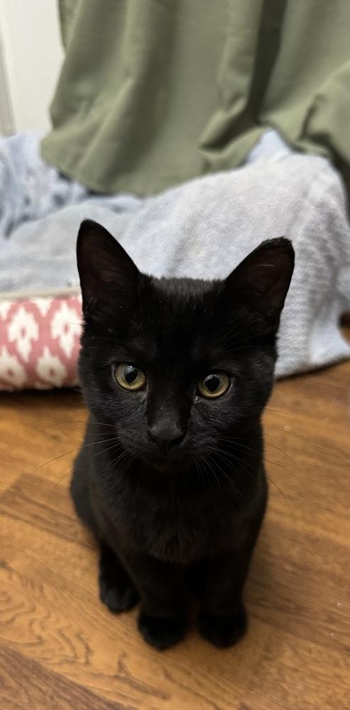Nightingale, Adoptable, Kitten Female Domestic Short Hair.