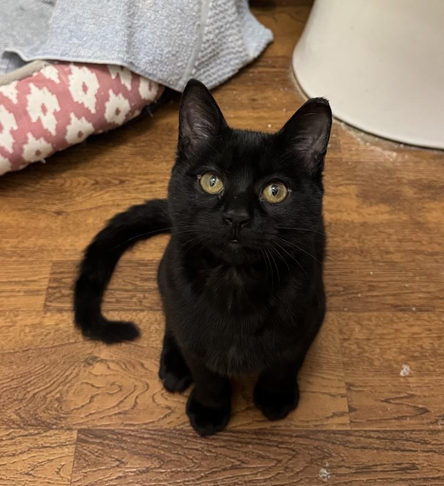 Enlarge Nightingale, a Adoptable Domestic Short Hair in Panama City Beach, FL image 2/4