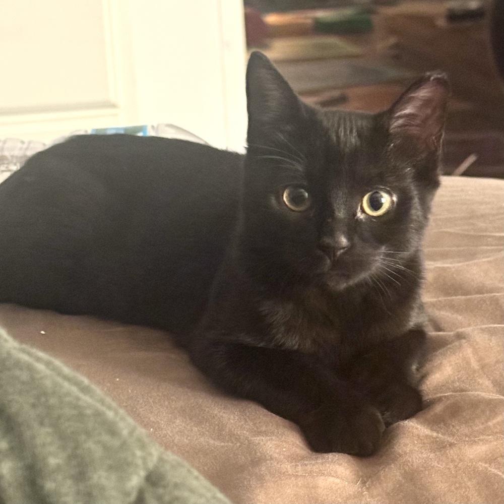 Enlarge Nightingale, a Adoptable Domestic Short Hair in Panama City Beach, FL image 3/4