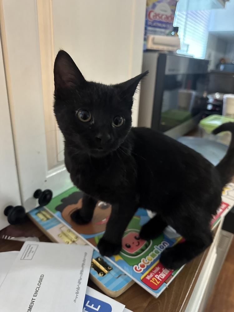 Enlarge Nightingale, a Adoptable Domestic Short Hair in Panama City Beach, FL image 4/4