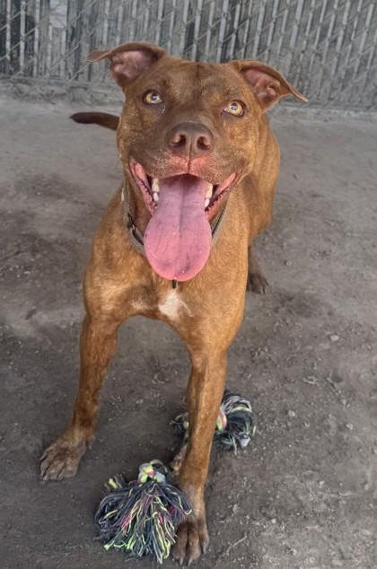 Justice, a Adoptable mixed breed in Savannah, GA image 1/2