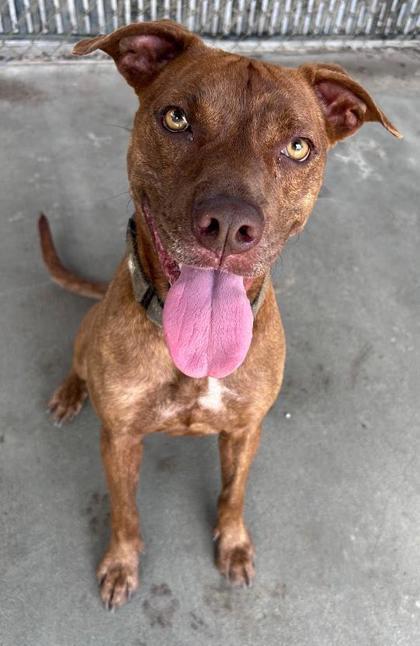 Justice, a Adoptable mixed breed in Savannah, GA image 2/2