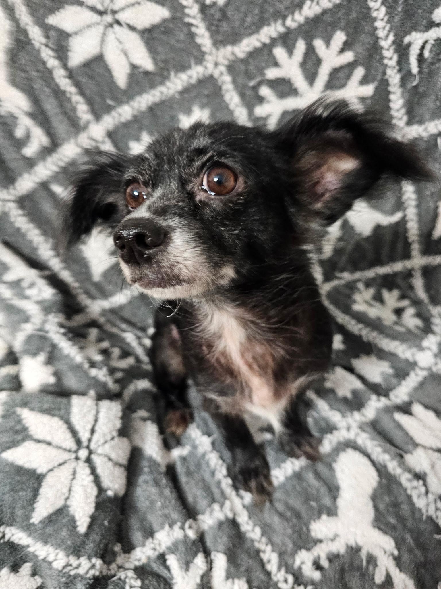 Enlarge Trixiana WV14430-T, a Adoptable mixed breed in Woodinville, WA image 4/6