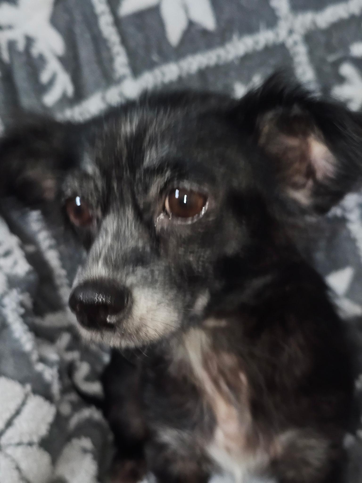 Enlarge Trixiana WV14430-T, a Adoptable mixed breed in Woodinville, WA image 1/6