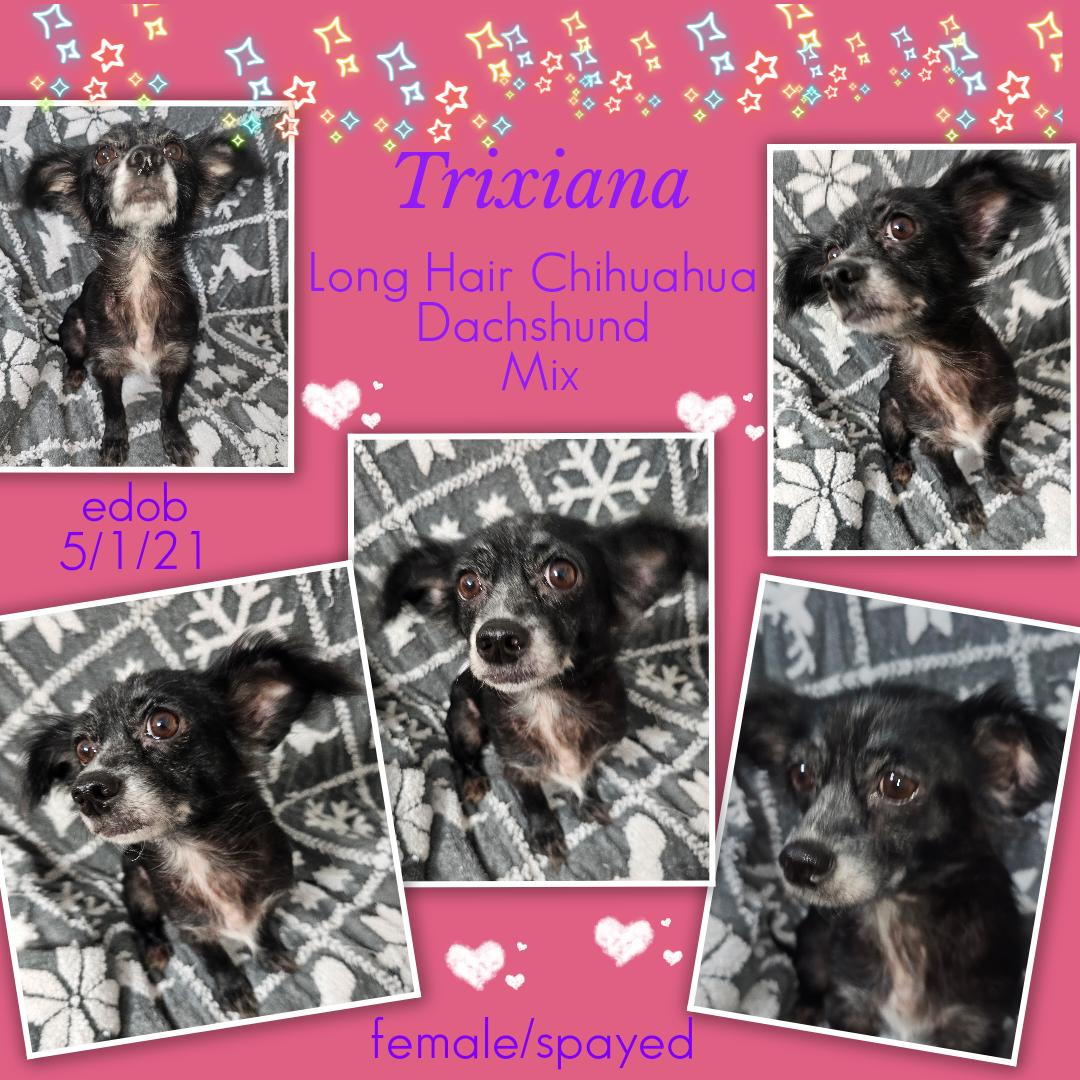 Enlarge Trixiana WV14430-T, a Adoptable mixed breed in Woodinville, WA image 6/6