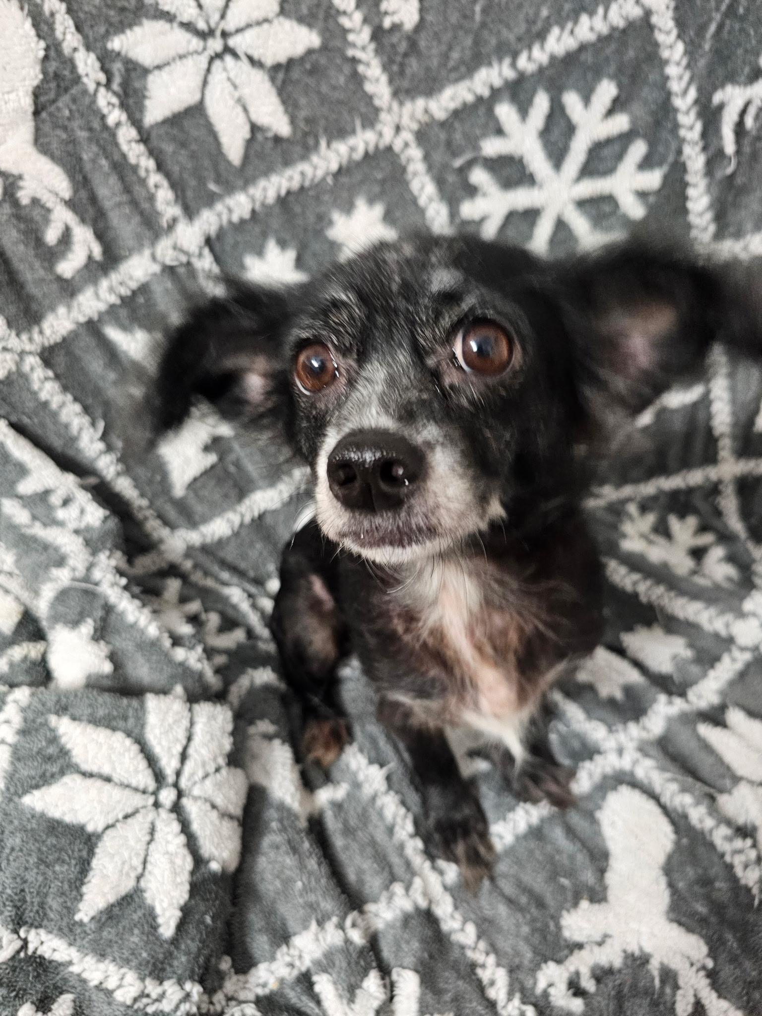 Enlarge Trixiana WV14430-T, a Adoptable mixed breed in Woodinville, WA image 2/6
