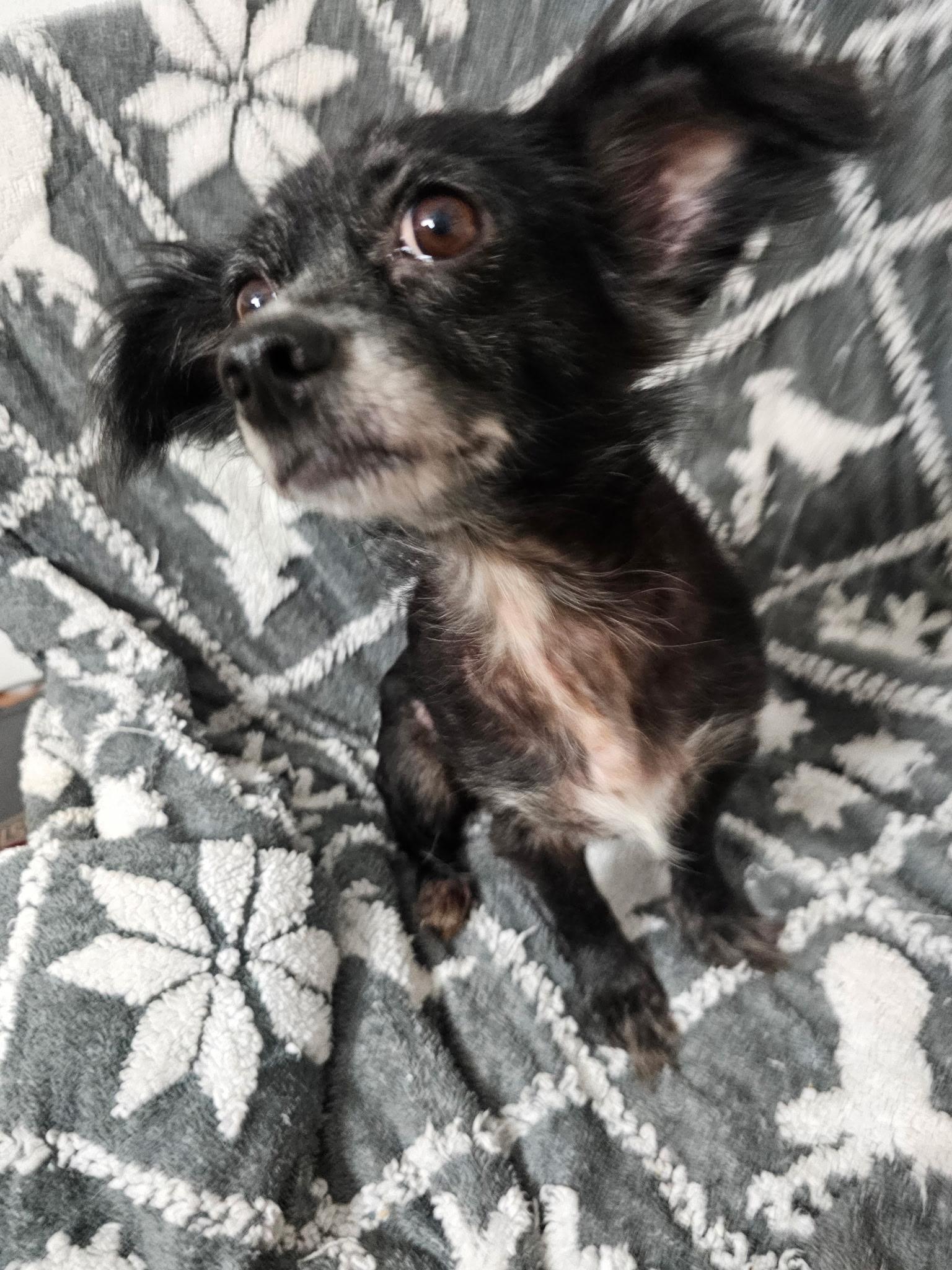 Enlarge Trixiana WV14430-T, a Adoptable mixed breed in Woodinville, WA image 3/6