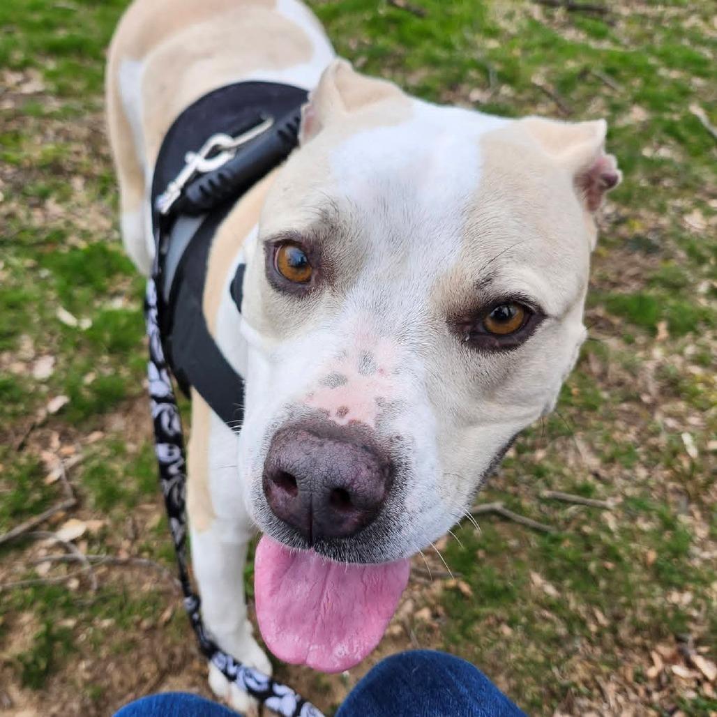 Enlarge Lyka, a Adoptable Pit Bull Terrier in Baltimore, MD image 1/1
