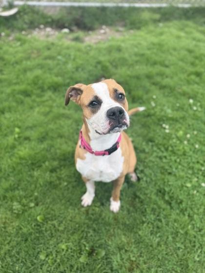 Enlarge Yogi, a Adoptable mixed breed in Harbor Springs, MI image 1/3