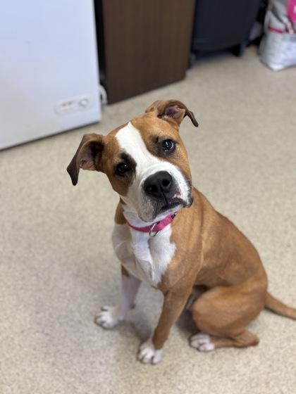 Enlarge Yogi, a Adoptable mixed breed in Harbor Springs, MI image 2/3