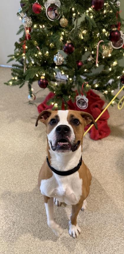 Enlarge Yogi, a Adoptable mixed breed in Harbor Springs, MI image 3/3