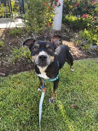 Enlarge Mavericks, a Adoptable mixed breed in Honolulu, HI image 1/3
