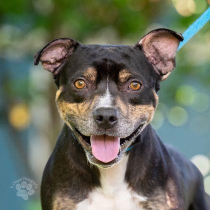 Mavericks, Adoptable, Adult Male Mixed Breed & Mixed Breed.
