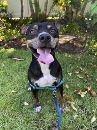Enlarge Mavericks, a Adoptable mixed breed in Honolulu, HI image 2/3