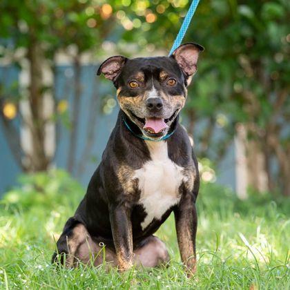 Enlarge Mavericks, a Adoptable mixed breed in Honolulu, HI image 3/3