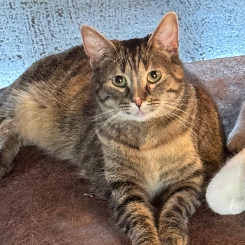 Enlarge Pandora, a Adoptable Domestic Short Hair in Mount Vernon, IL image 1/2