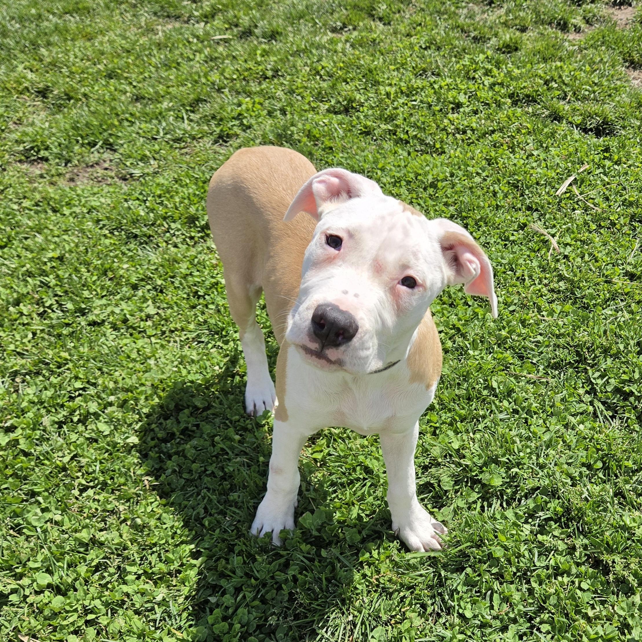 Enlarge French Fry, a ADOPTABLE mixed breed in Livonia, MI image 2/5