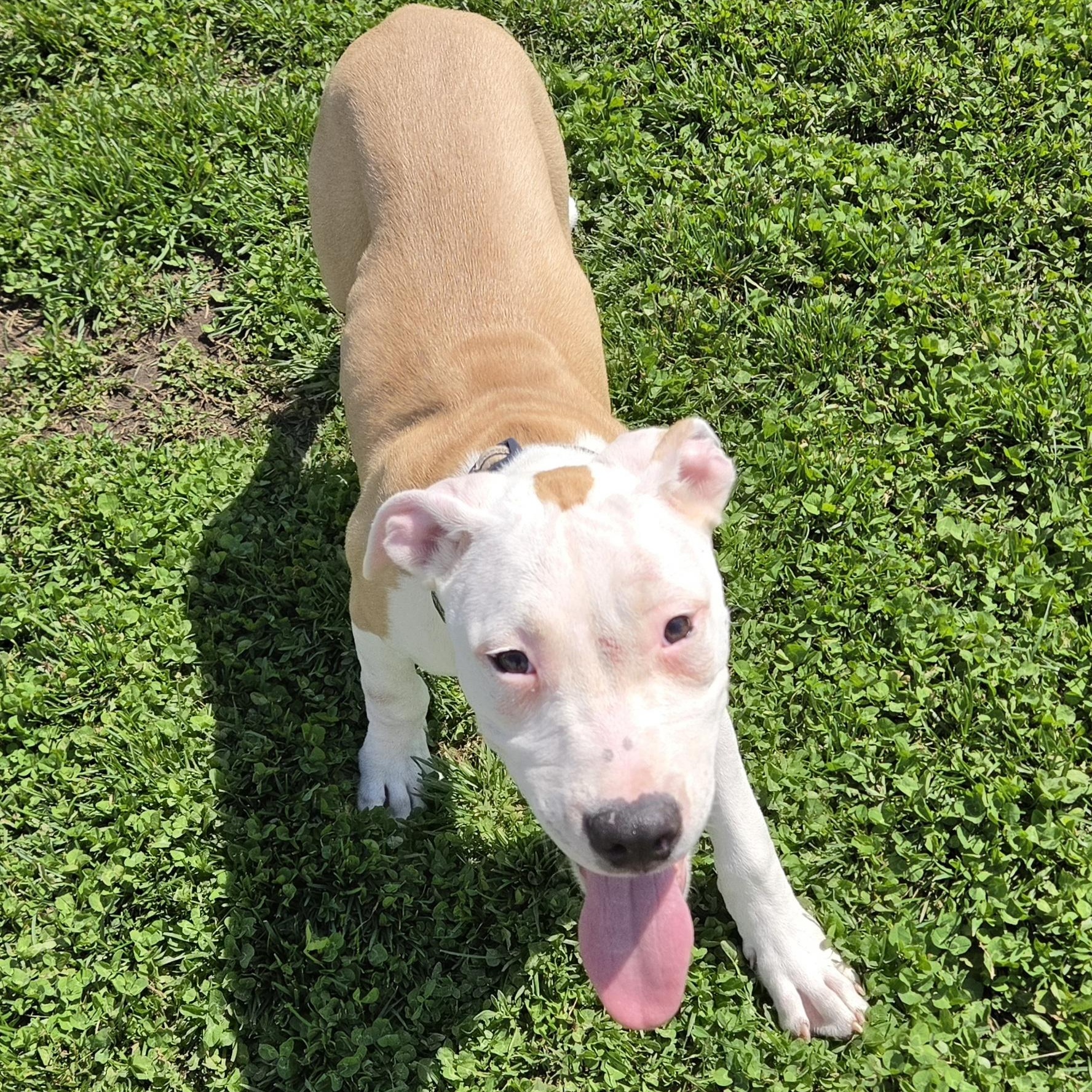 Enlarge French Fry, a ADOPTABLE mixed breed in Livonia, MI image 4/5