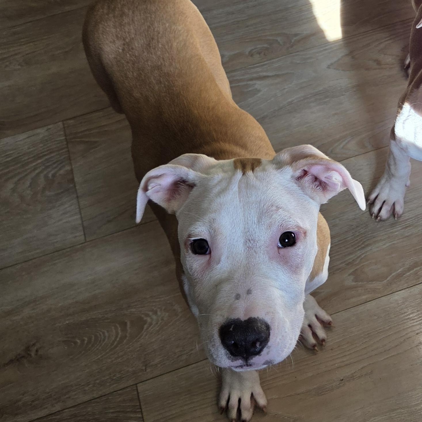 Enlarge French Fry, a ADOPTABLE mixed breed in Livonia, MI image 3/5