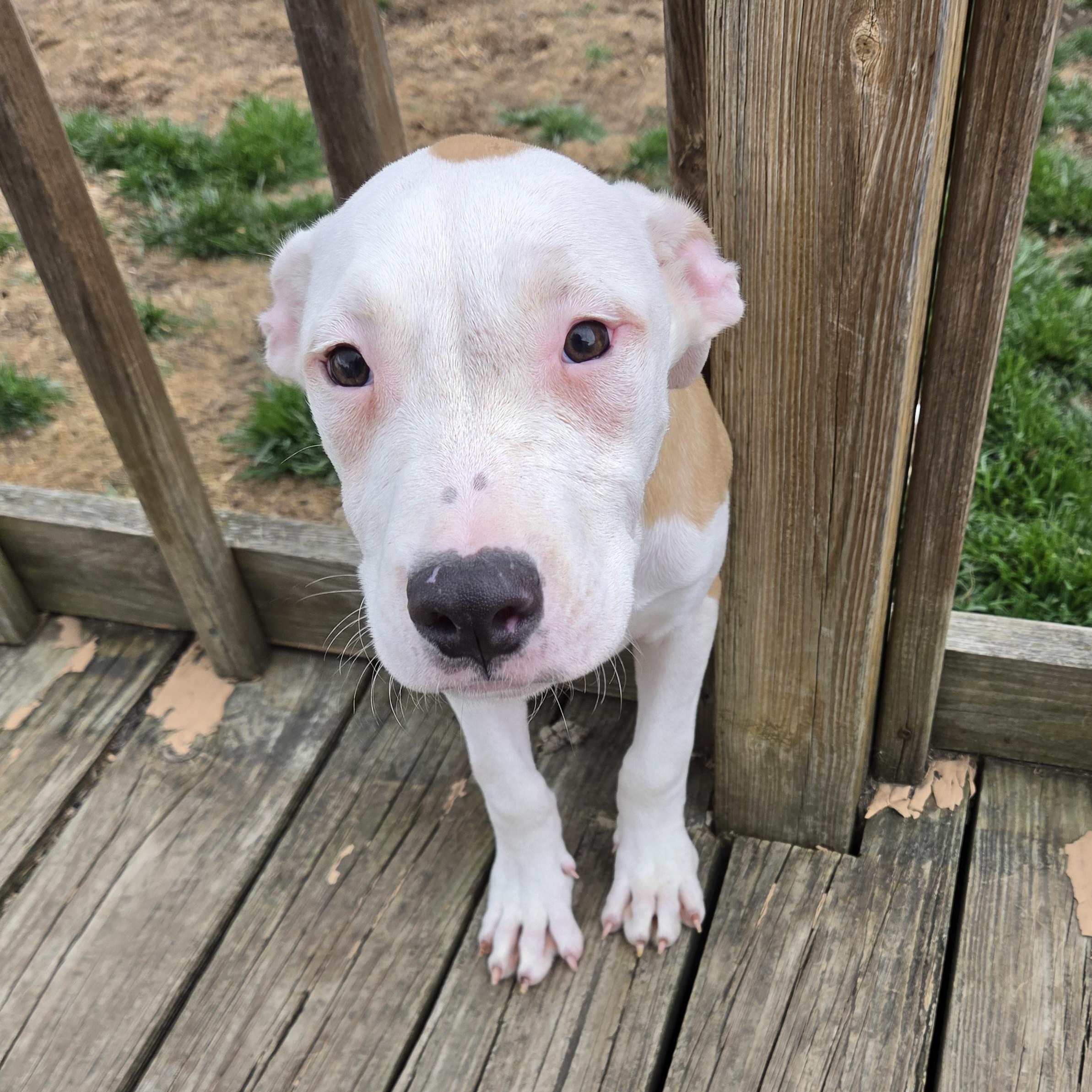 Enlarge French Fry, a ADOPTABLE mixed breed in Livonia, MI image 1/5