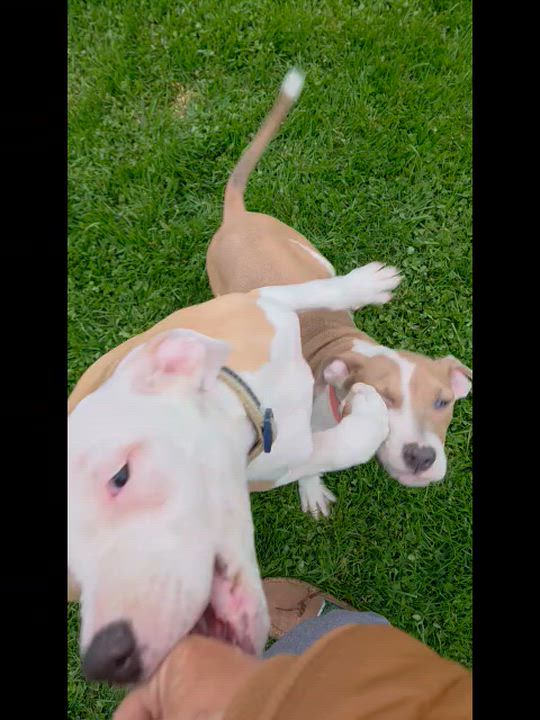 Enlarge French Fry, a ADOPTABLE mixed breed in Livonia, MI video 5/5