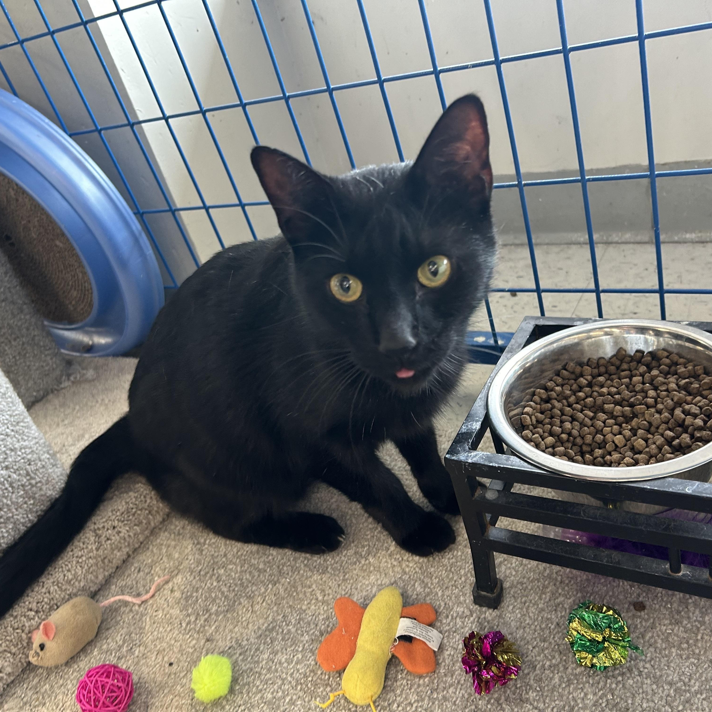 Pi, Adoptable, Adult Male Domestic Short Hair.