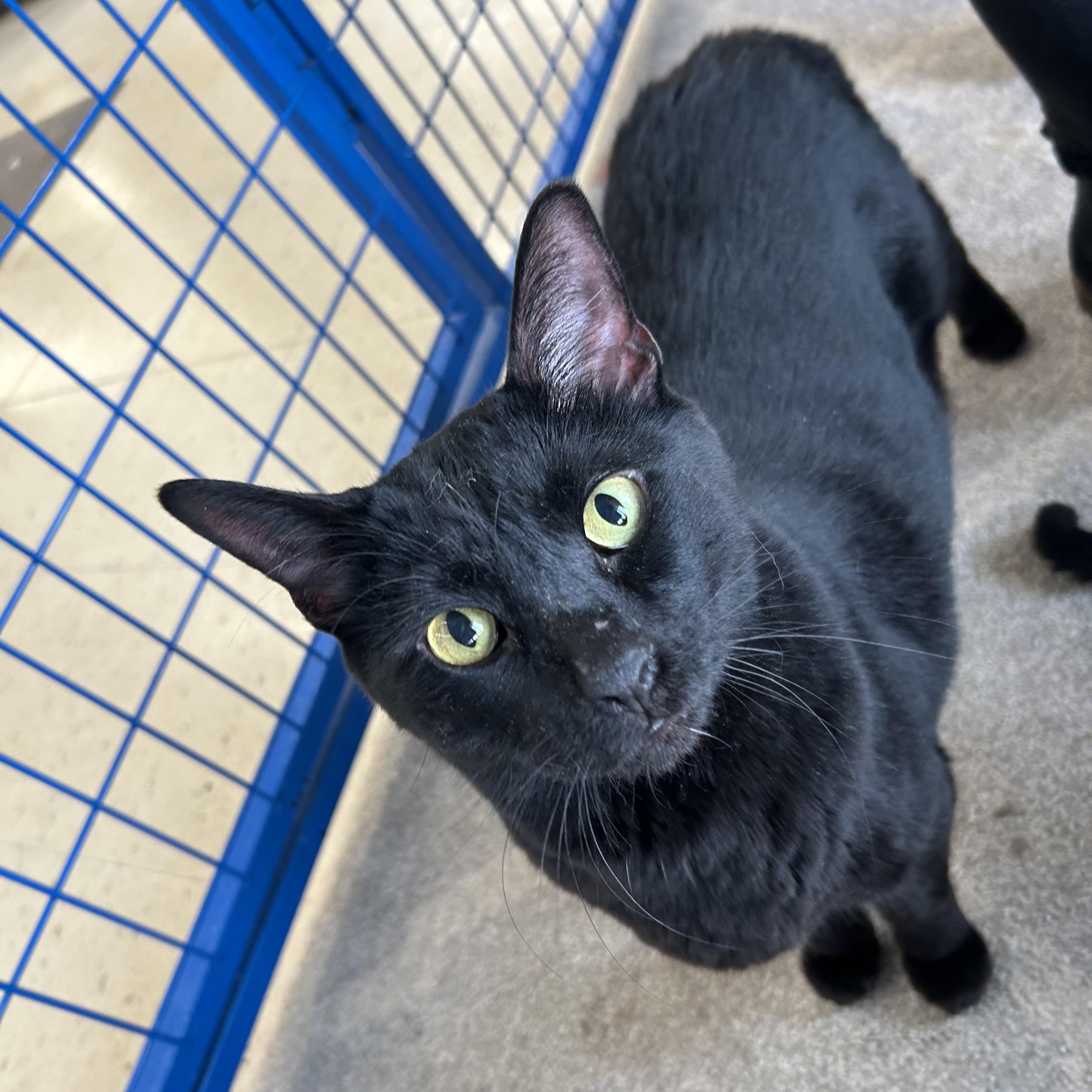 Pi, a Adoptable Domestic Short Hair in fennville, MI image 2/3