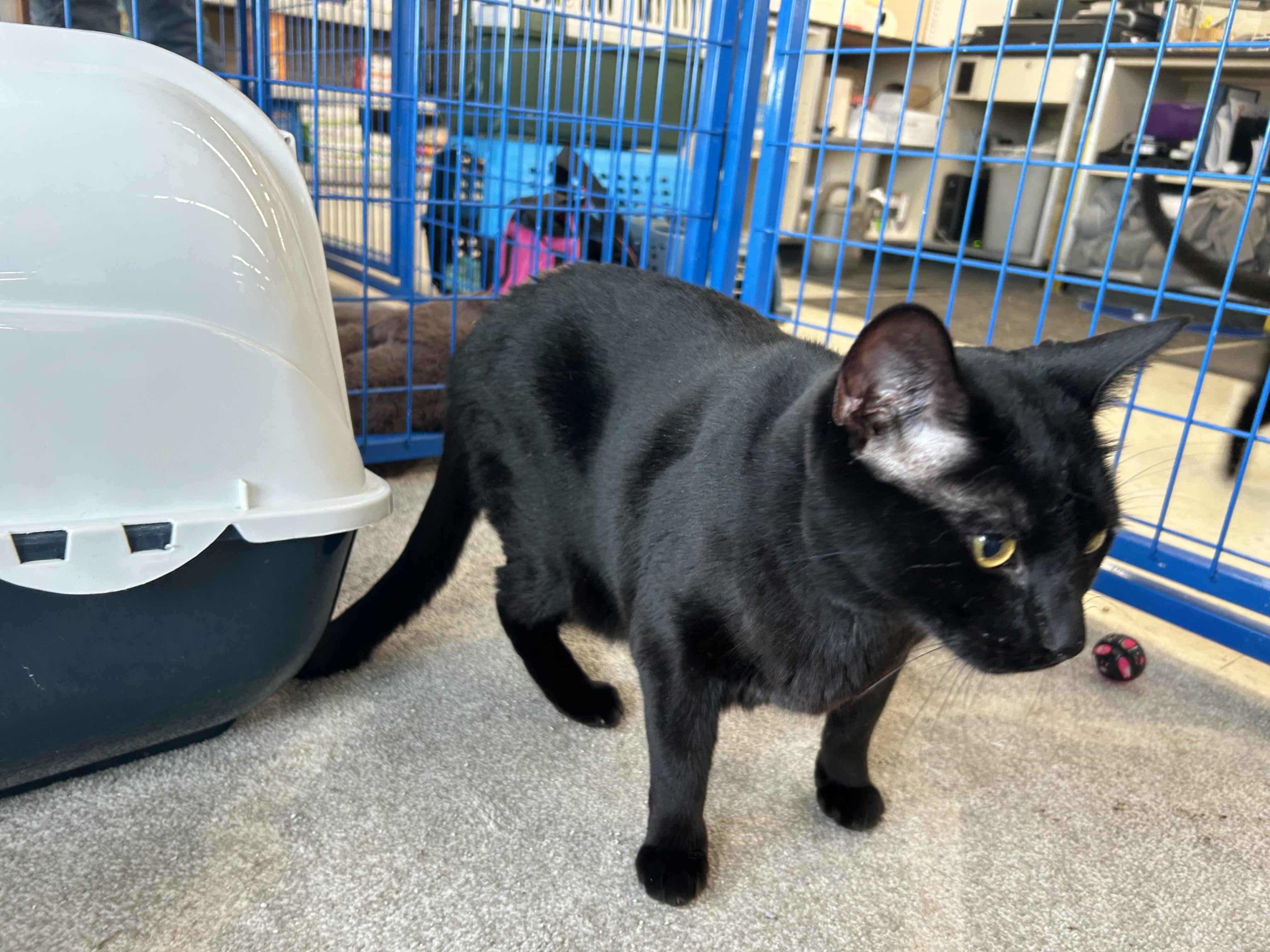 Pi, a Adoptable Domestic Short Hair in fennville, MI image 3/3