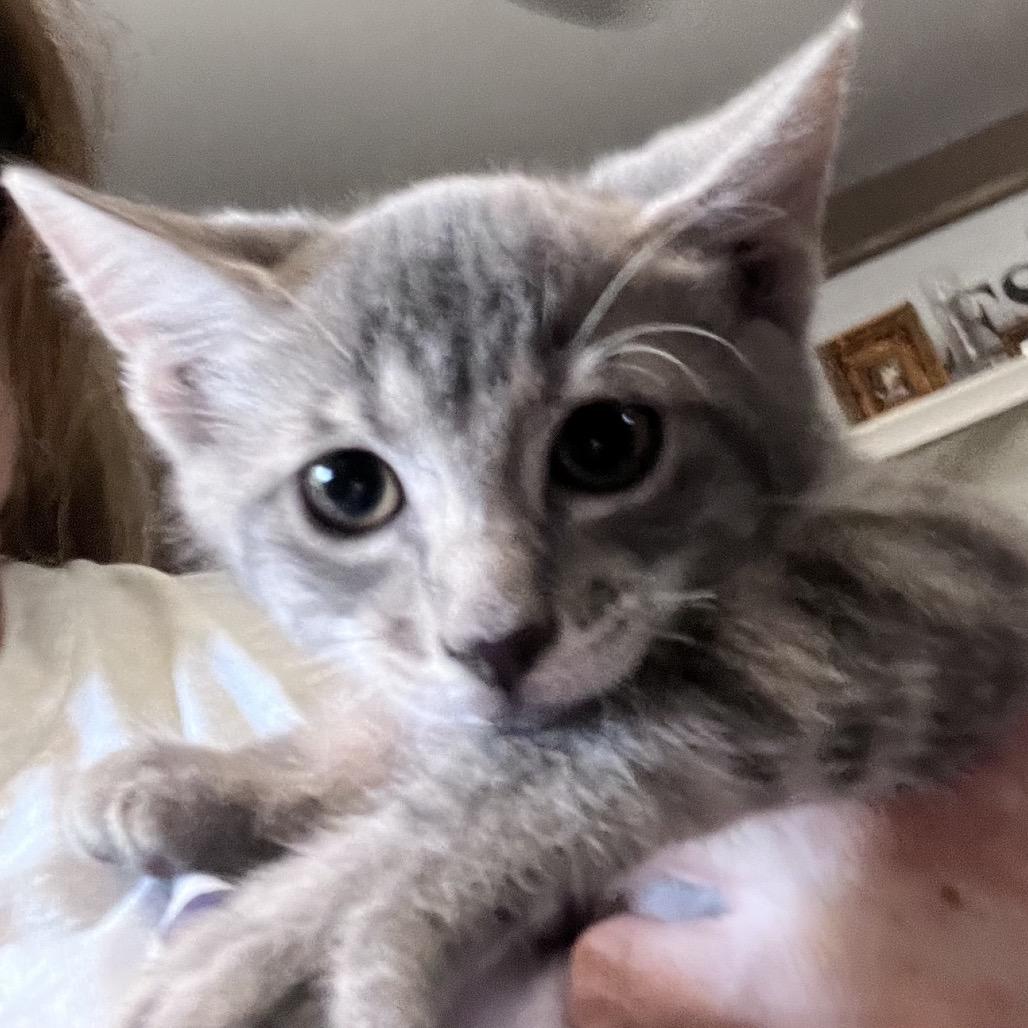 Boom, Adoptable, Kitten Female Domestic Short Hair.