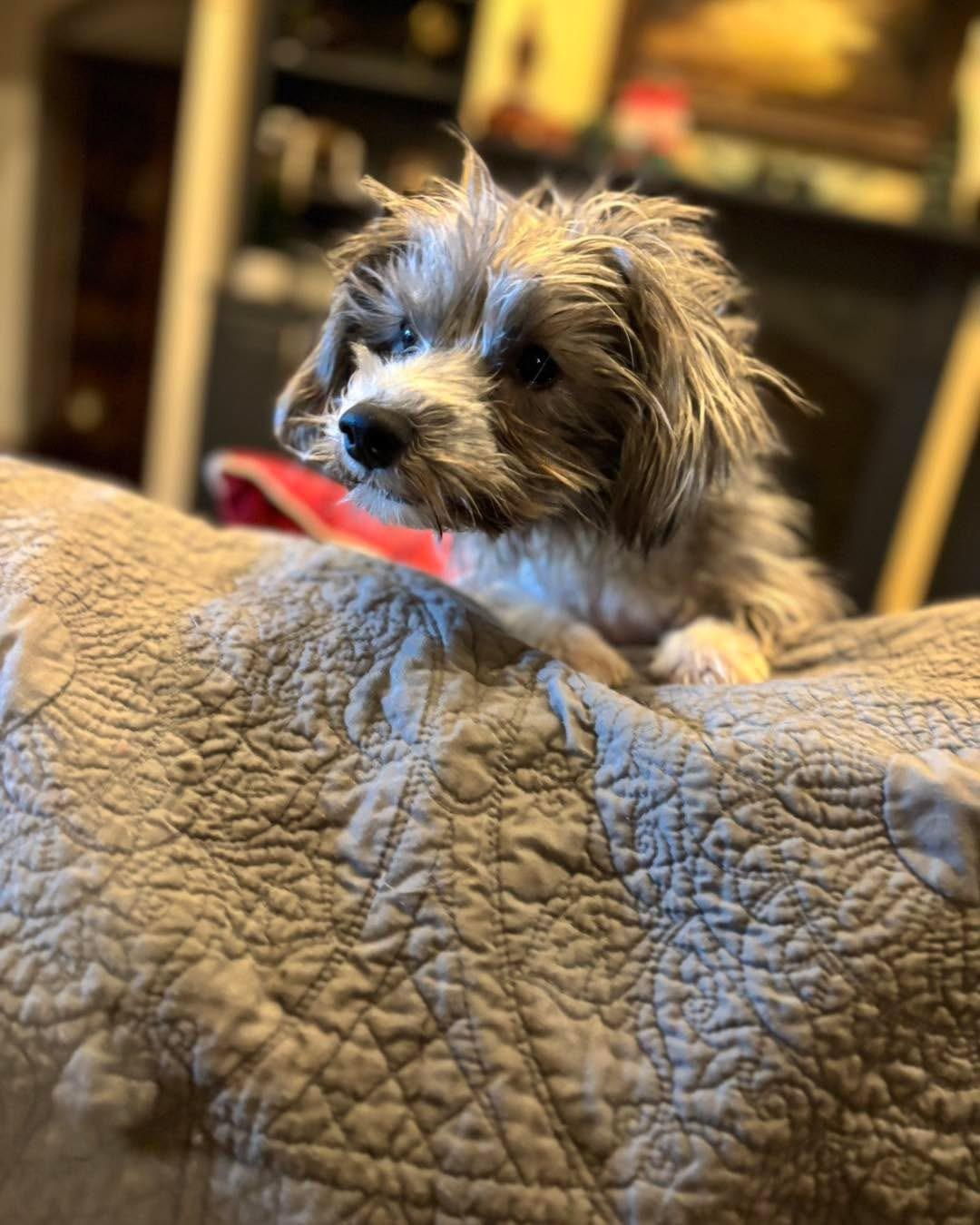 Greyson, Adopted, Adult Male Havanese.