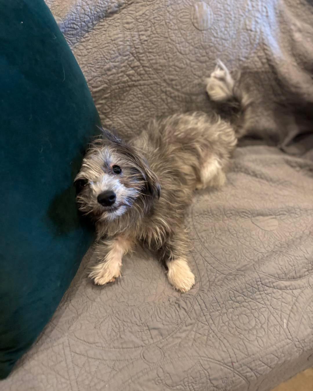 Enlarge Greyson, a Adopted mixed breed in Richmond, KY image 3/5