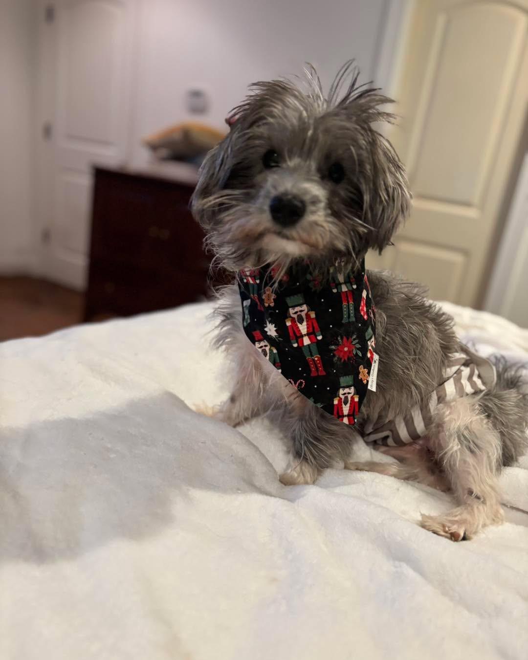 Enlarge Greyson, a Adopted mixed breed in Richmond, KY image 4/5