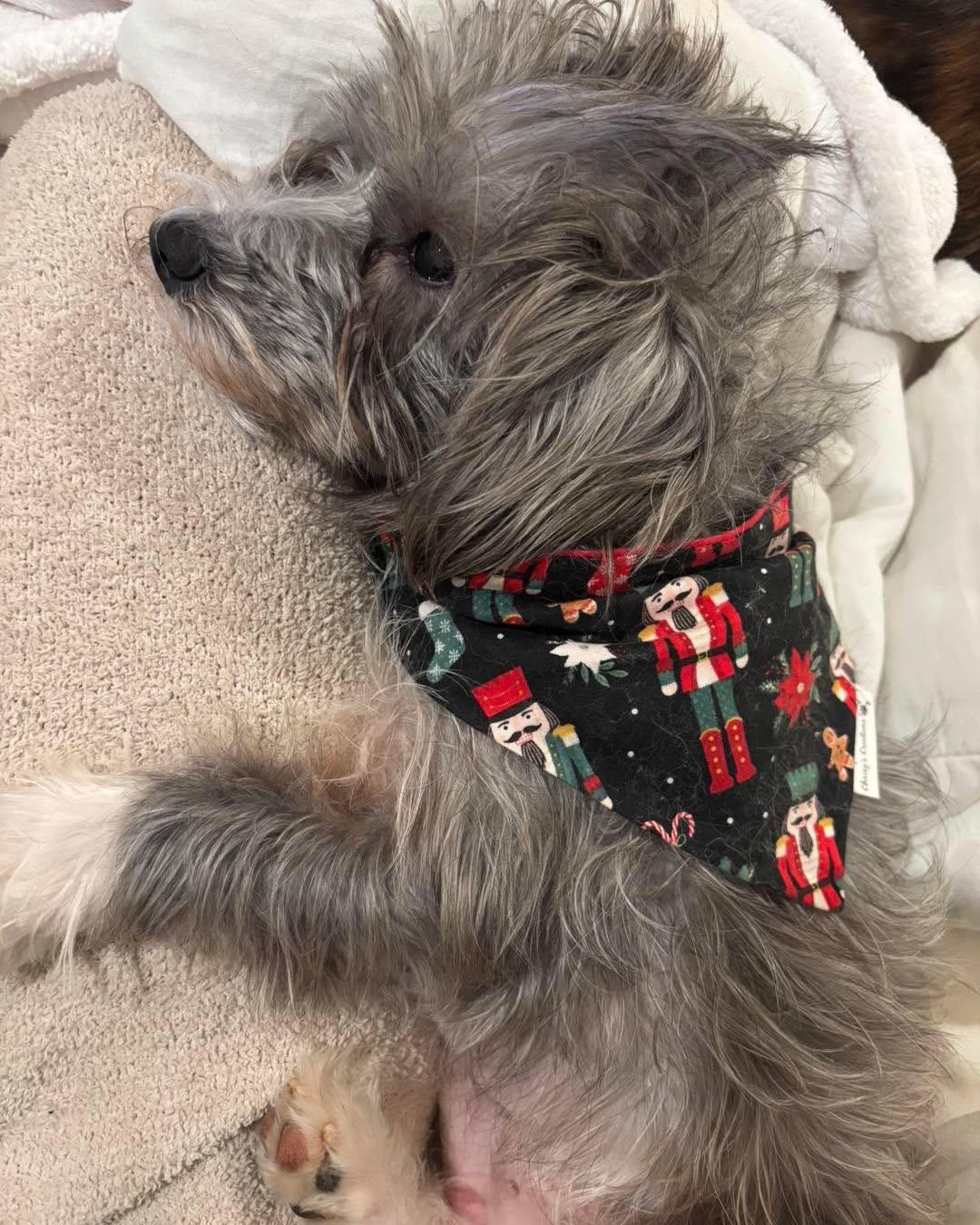 Enlarge Greyson, a Adopted mixed breed in Richmond, KY image 5/5