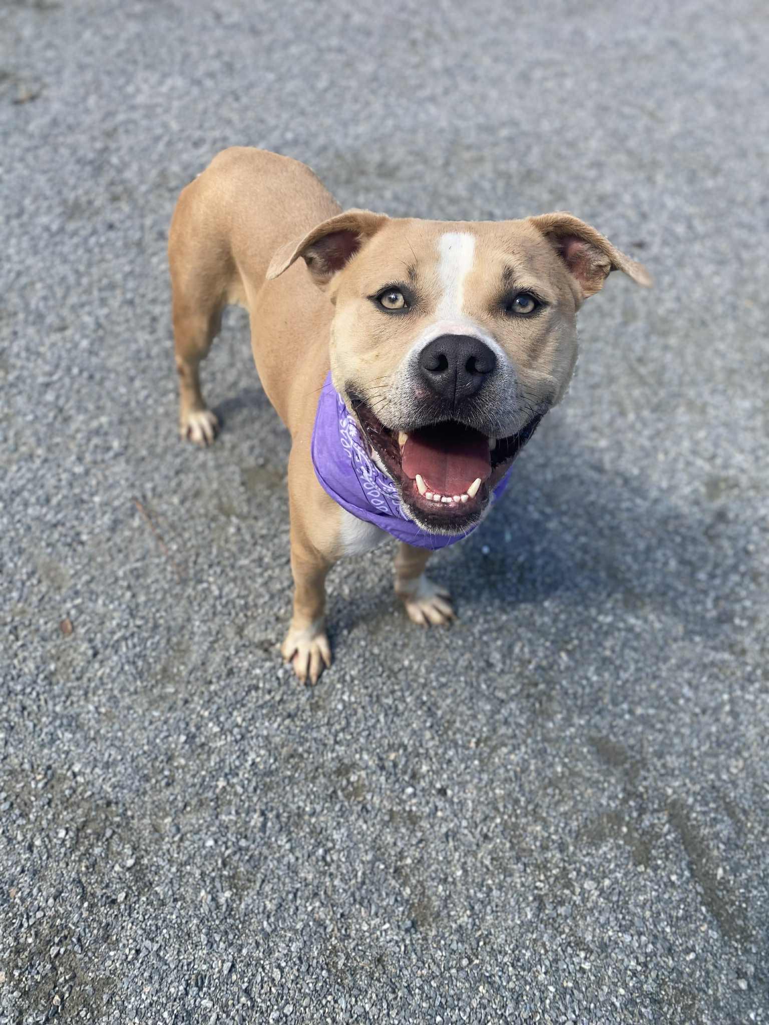 Enlarge Lady, a Adoptable mixed breed in Emporia, VA image 2/5