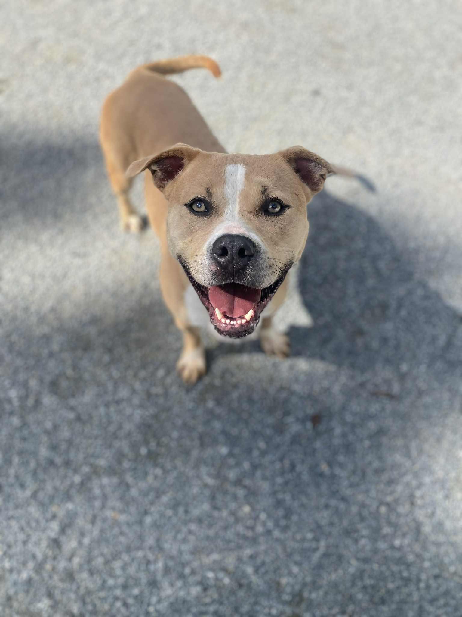 Enlarge Lady, a Adoptable mixed breed in Emporia, VA image 3/5