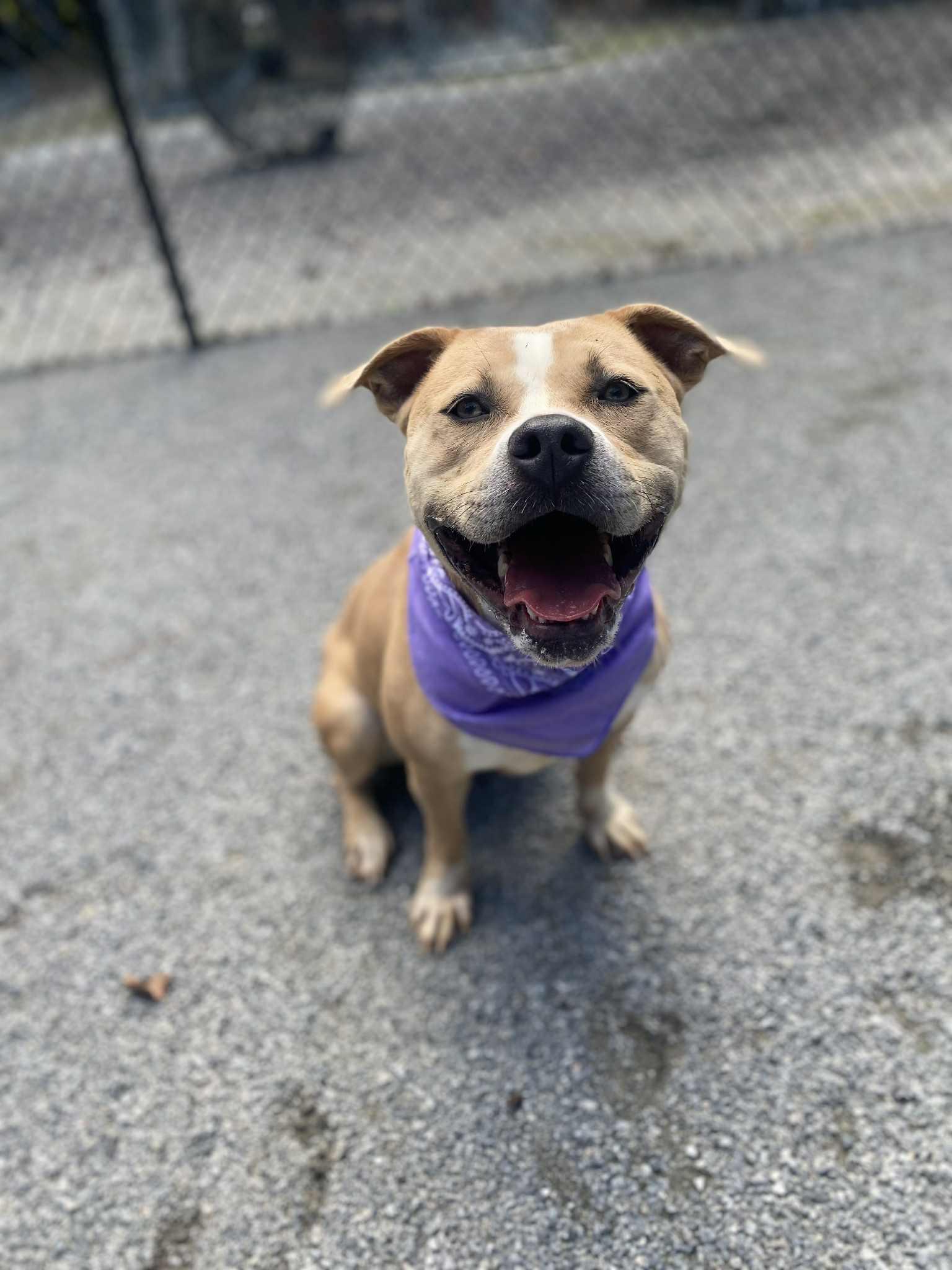 Lady, Adoptable, Adult Female Labrador Retriever & Pit Bull Terrier.