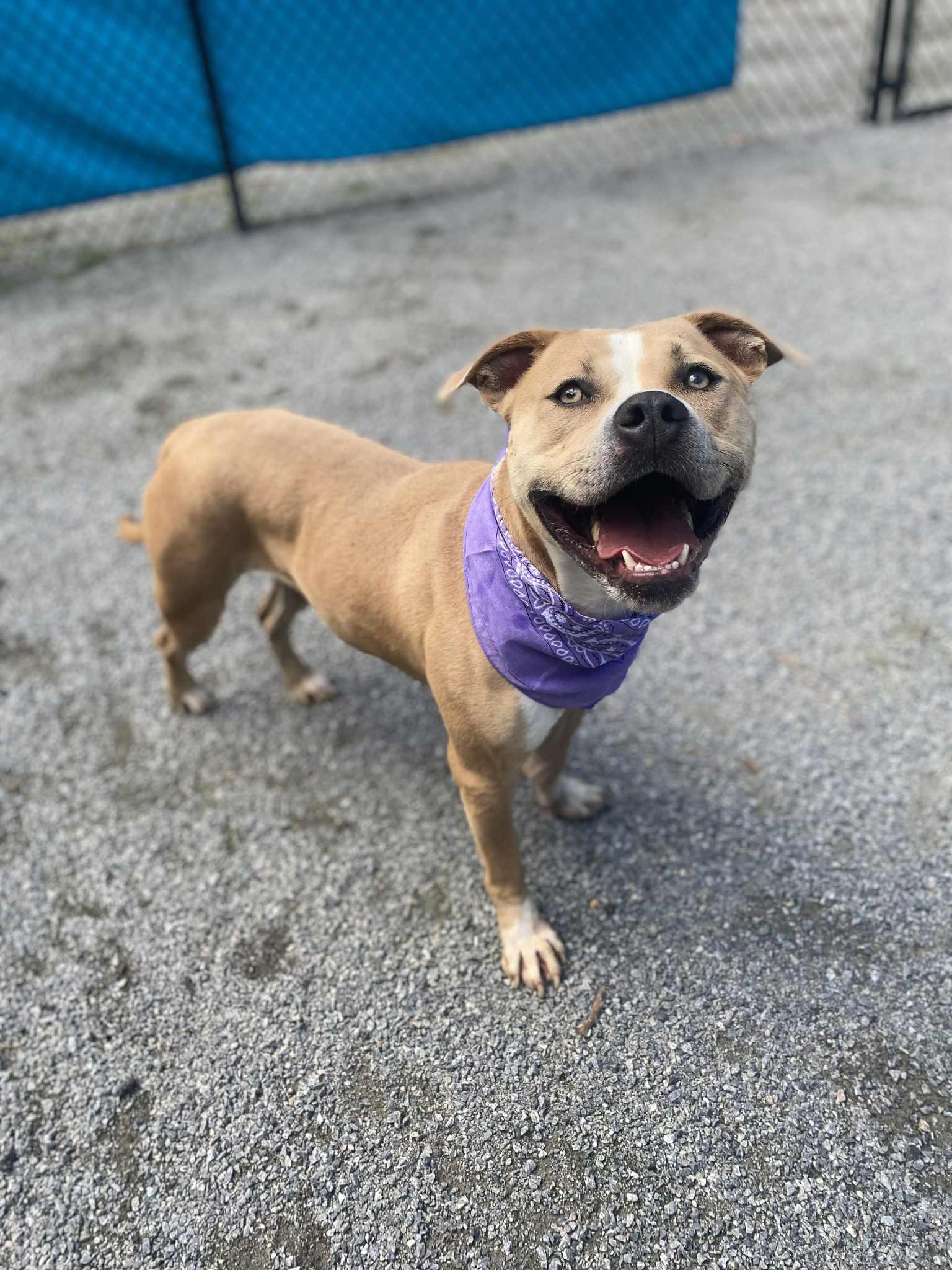 Enlarge Lady, a Adoptable mixed breed in Emporia, VA image 4/5