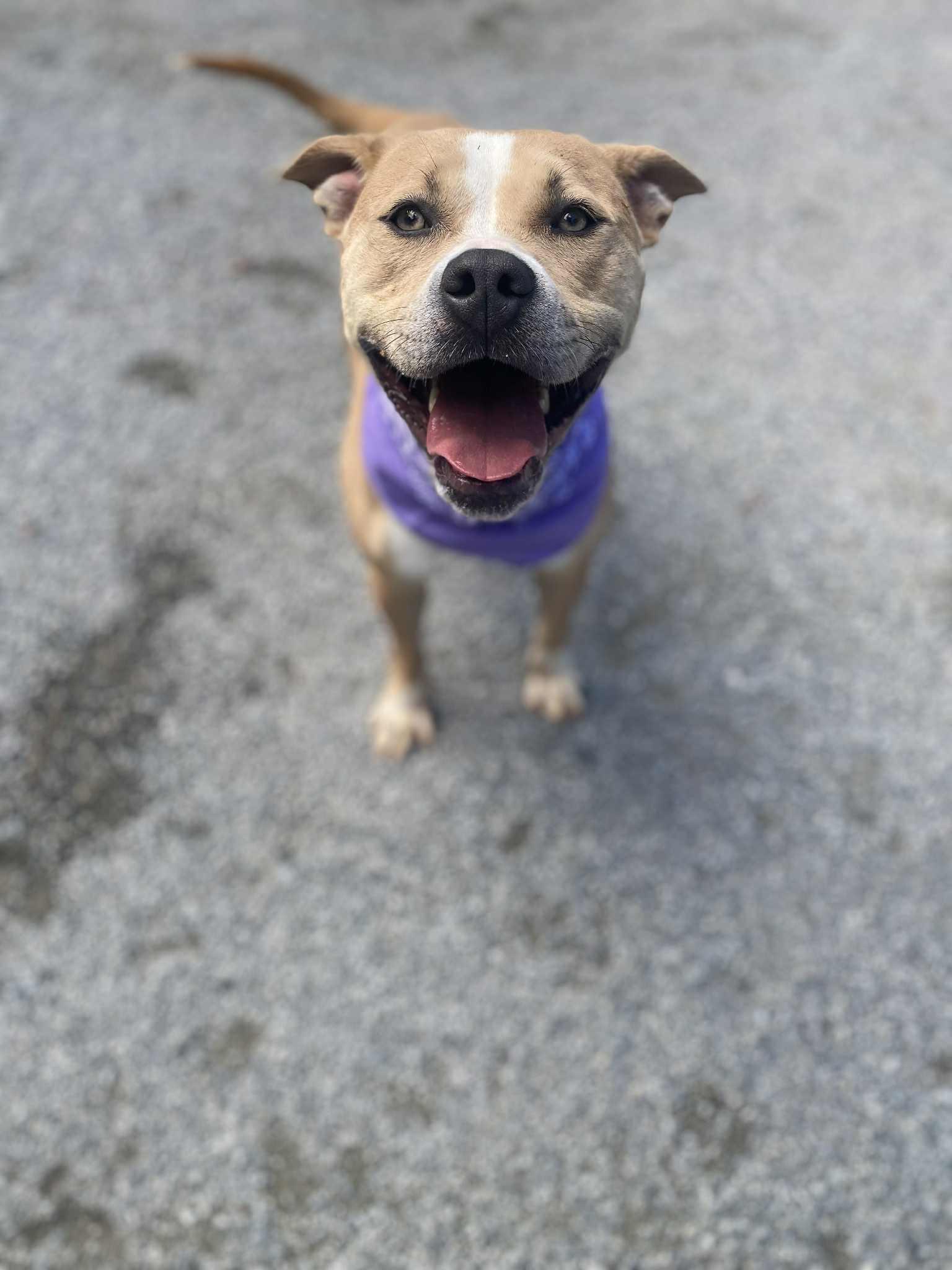Enlarge Lady, a Adoptable mixed breed in Emporia, VA image 5/5