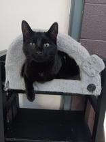 Phillip, an adoptable Domestic Short Hair in Boyne City, MI, 49712 | Photo Image 1