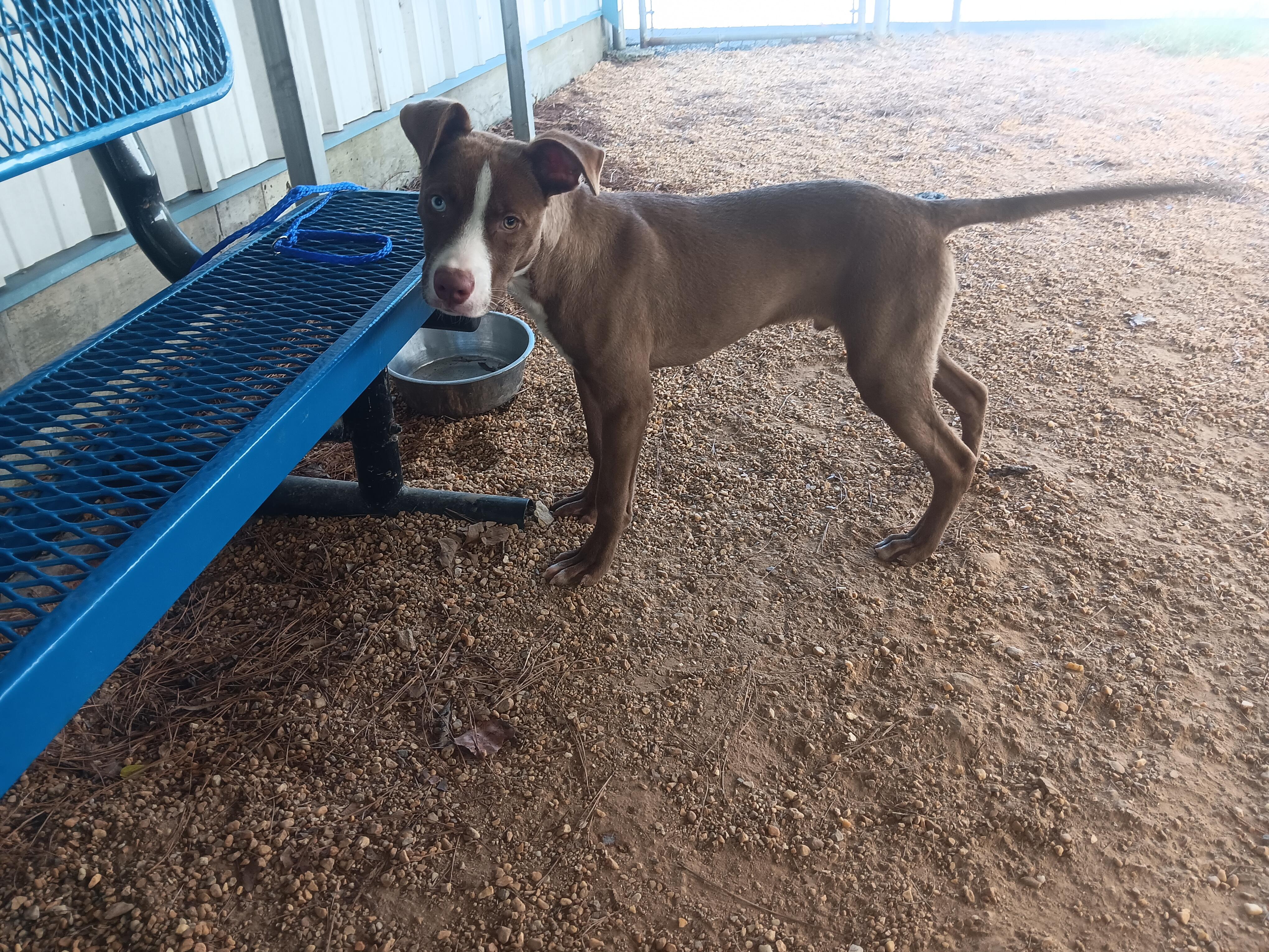 Enlarge Gunner, a Adoptable Pit Bull Terrier in North Little Rock, AR image 1/1