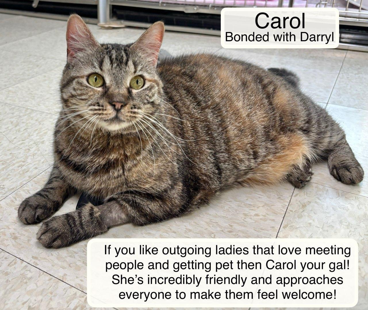 Carol bonded with Darryl at Luna Cat Collective, ADOPTABLE, Adult Female Domestic Short Hair.
