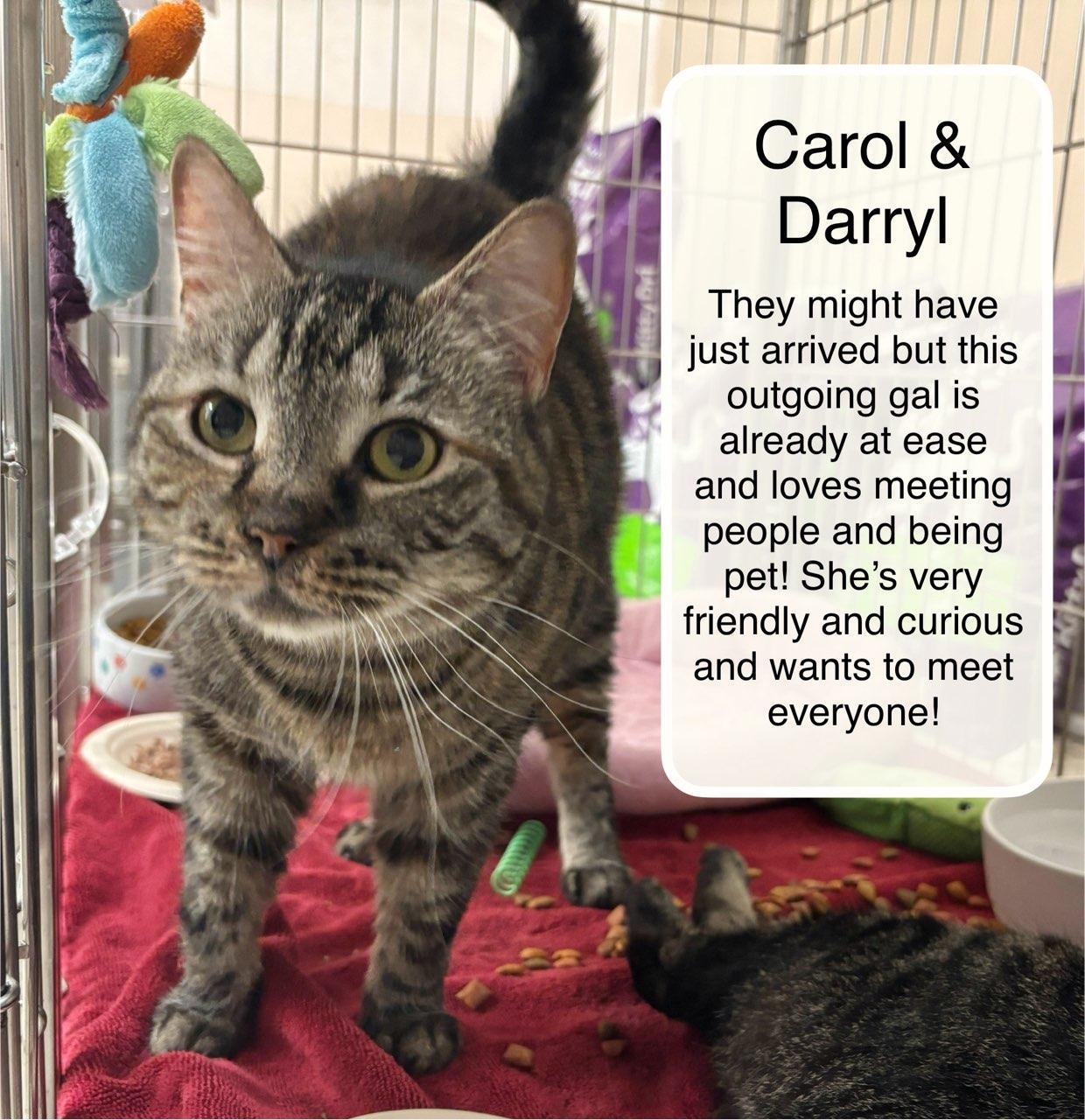 Carol bonded with Darryl at Luna Cat Collective, a ADOPTABLE Domestic Short Hair in Ellicott City, MD image 2/4