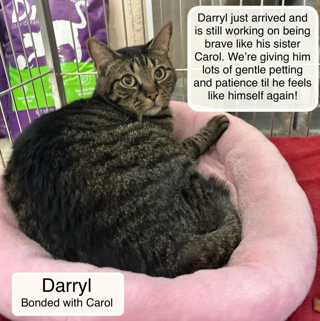 Carol bonded with Darryl at Luna Cat Collective, a ADOPTABLE Domestic Short Hair in Ellicott City, MD image 4/4