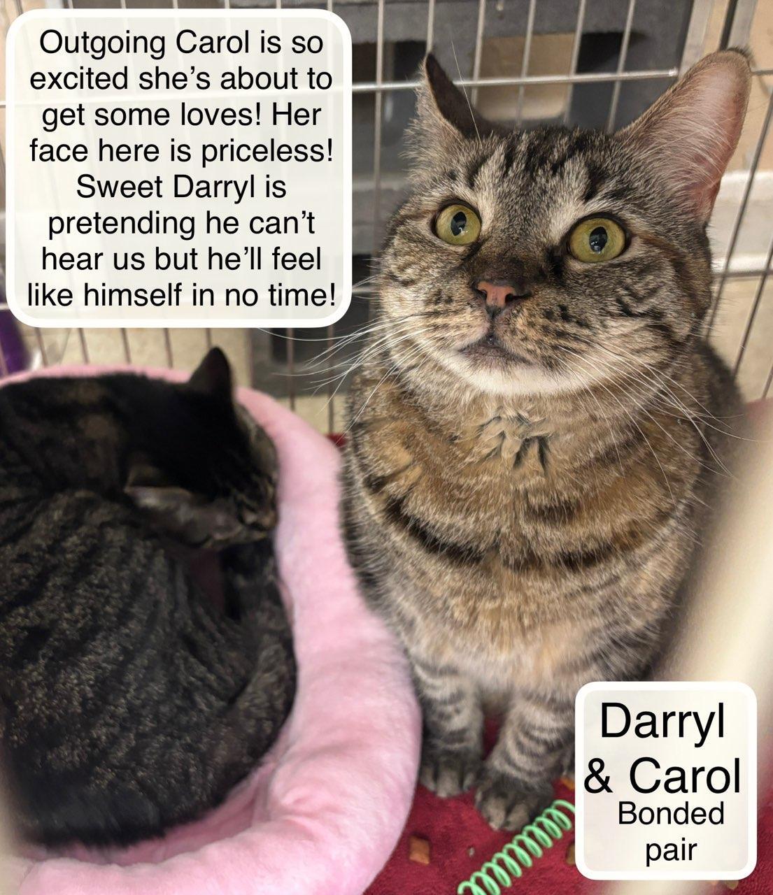 Carol bonded with Darryl at Luna Cat Collective, a ADOPTABLE Domestic Short Hair in Ellicott City, MD image 3/4