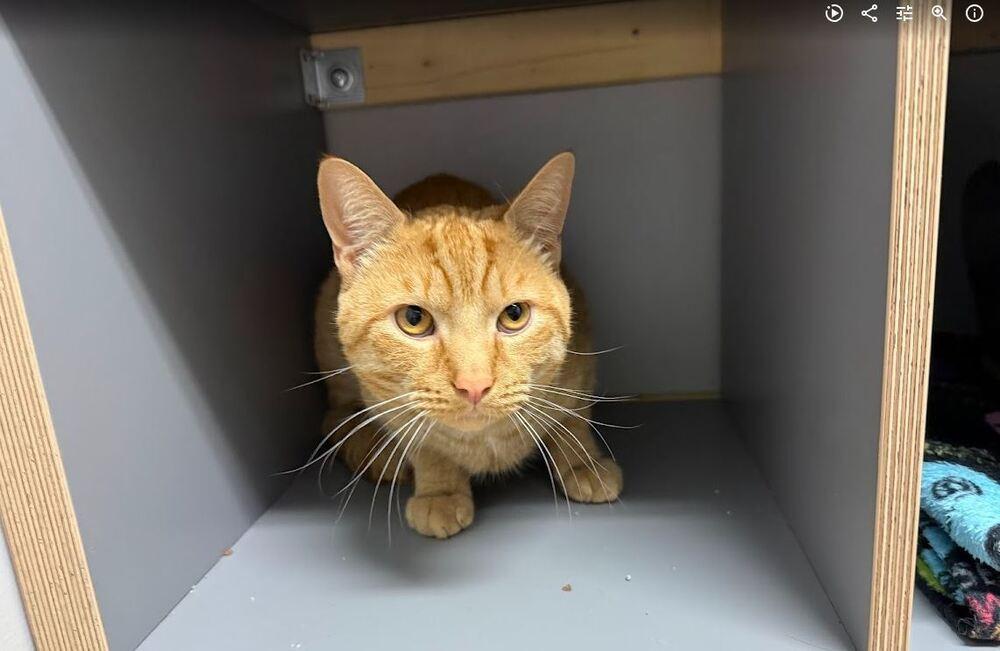 Heathcliff, a Adoptable Domestic Short Hair in Hudson, NH image 1/2