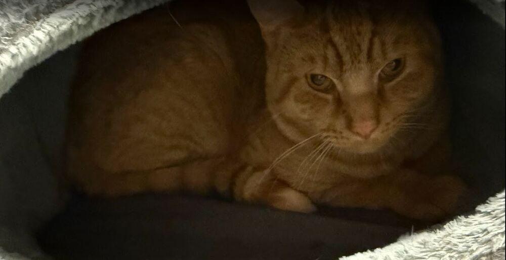 Heathcliff, a Adoptable Domestic Short Hair in Hudson, NH image 2/2