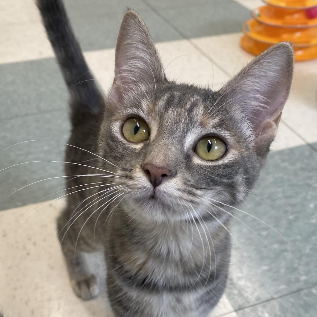 Enlarge Simone, a Adoptable Domestic Short Hair in Mount Shasta, CA image 1/2