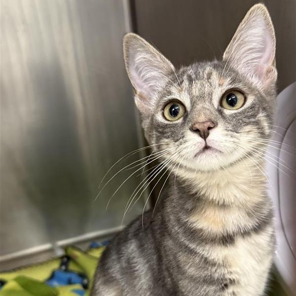 Enlarge Simone, a Adoptable Domestic Short Hair in Mount Shasta, CA image 2/2