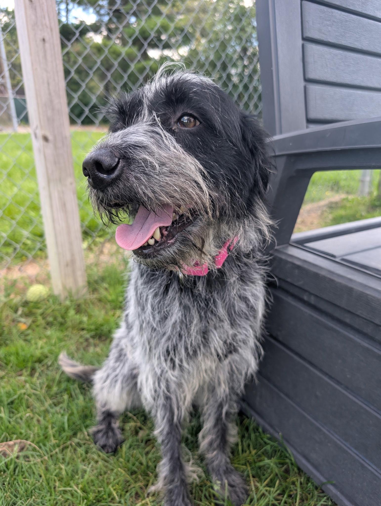 Topher, Adoptable, Adult Female German Wirehaired Pointer.
