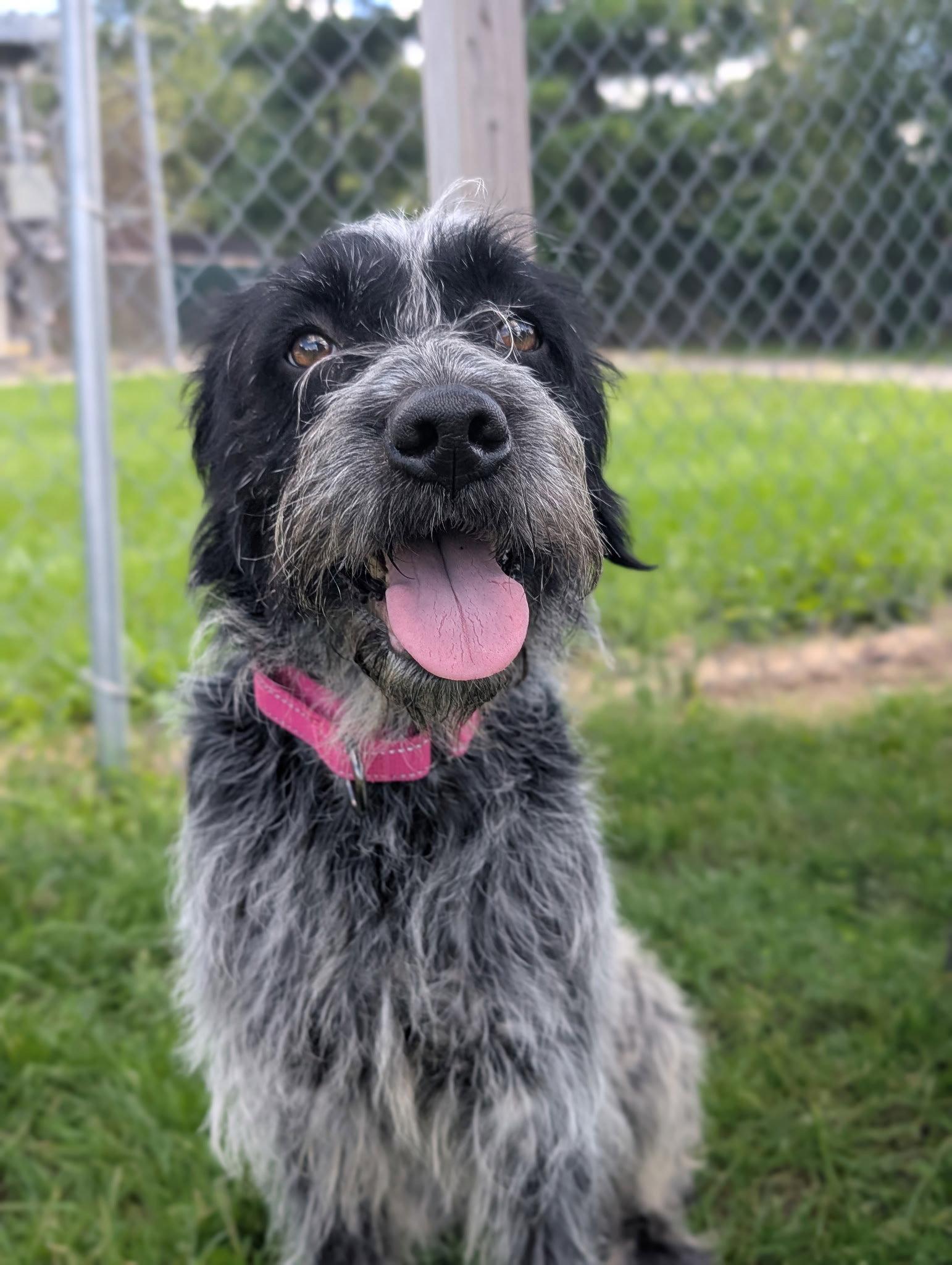 Enlarge Topher, a Adoptable German Wirehaired Pointer in Cuyahoga Falls, OH image 2/3